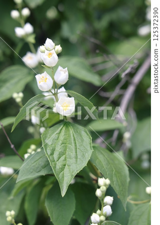 white jasmine flowers on a background of green foliage, selective focus. white jasmine flowers on a background of green foliage, selective focus. 125372390