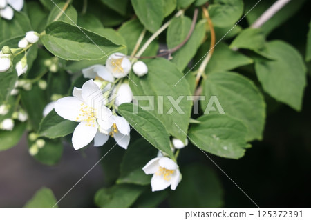 white jasmine flowers on a background of green foliage, selective focus. white jasmine flowers on a background of green foliage, selective focus. 125372391