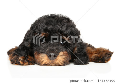 Phantom toy poodle puppy lying with paws forward Phantom toy poodle puppy lying with paws forward 125372399