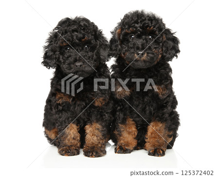 Phantom Toy Poodle Puppies Sitting Together Phantom Toy Poodle Puppies Sitting Together 125372402
