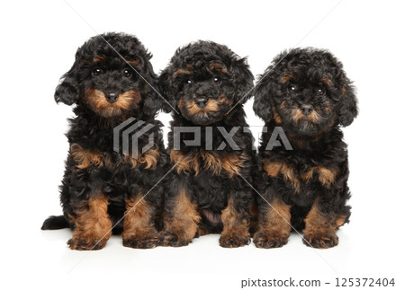 Three Phantom Toy Poodle Puppies in a Row 125372404