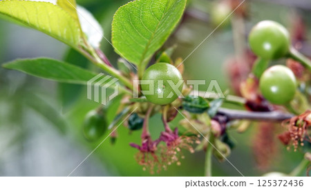Green cherry berries are singing on tree branches 125372436