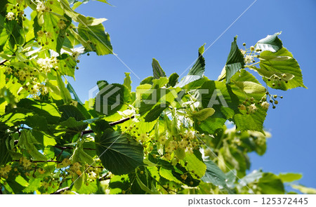Green cherry berries are singing on tree branches Green cherry berries are singing on tree branches 125372445