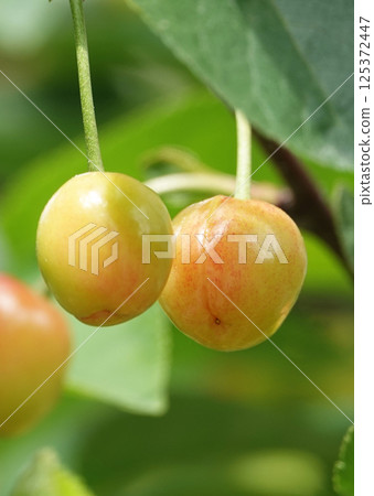 Cherry Berries Spice on Tree Branches Cherry Berries Spice on Tree Branches 125372447