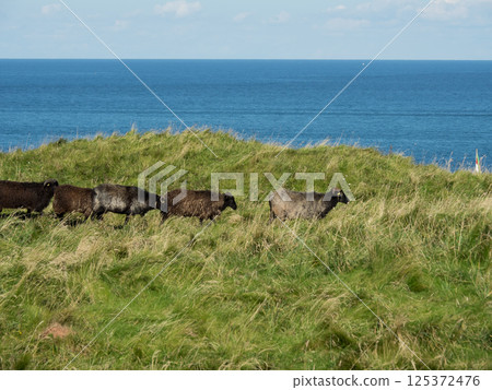 helgoland island in the german north sea helgoland island in the german north sea 125372476