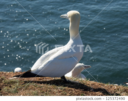 helgoland island in the german north sea 125372490