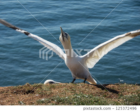 helgoland island in the german north sea helgoland island in the german north sea 125372496