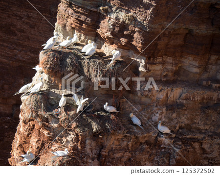 helgoland island in the german north sea 125372502