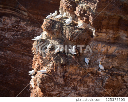 helgoland island in the german north sea helgoland island in the german north sea 125372503
