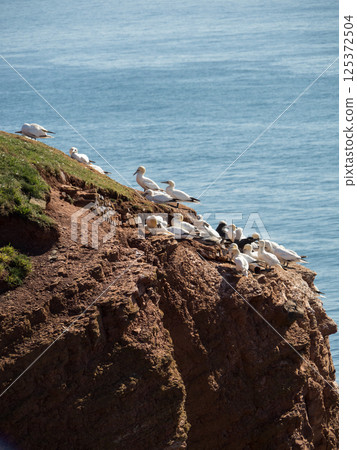helgoland island in the german north sea 125372504