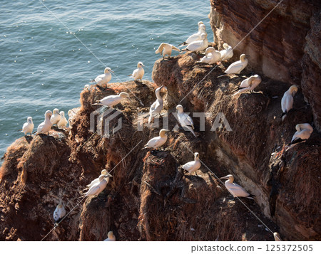 helgoland island in the german north sea helgoland island in the german north sea 125372505