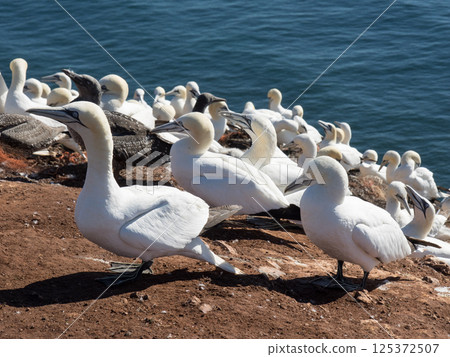helgoland island in the german north sea helgoland island in the german north sea 125372507