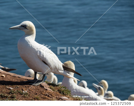 helgoland island in the german north sea helgoland island in the german north sea 125372509