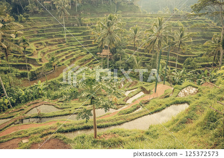 Tegalalang Rice Terrace at sunrise Tegalalang Rice Terrace at sunrise 125372573