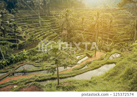Tegalalang Rice Terrace at sunrise 125372574