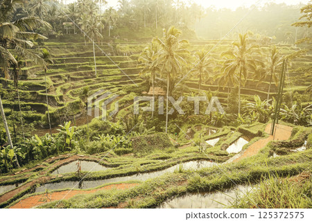 Tegalalang Rice Terrace at sunrise 125372575