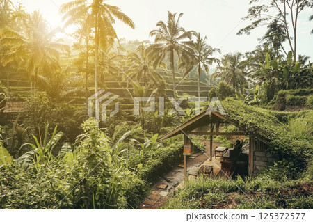 Tegalalang Rice Terrace at sunrise Tegalalang Rice Terrace at sunrise 125372577