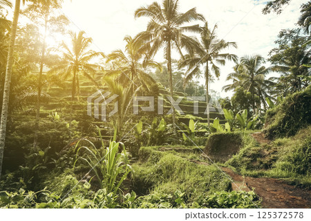 Tegalalang Rice Terrace at sunrise Tegalalang Rice Terrace at sunrise 125372578