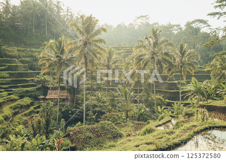 Tegalalang Rice Terrace at sunrise 125372580