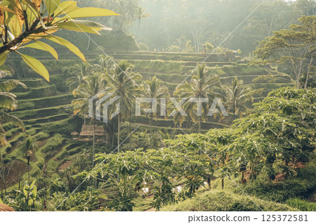 Tegalalang Rice Terrace at sunrise Tegalalang Rice Terrace at sunrise 125372581