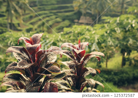 Drops of rain on vibrant Cordyline fruticosa plant 125372587