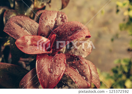 Drops of rain on vibrant Cordyline fruticosa plant Drops of rain on vibrant Cordyline fruticosa plant 125372592