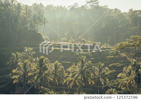 Tegalalang Rice Terrace at sunrise Tegalalang Rice Terrace at sunrise 125372596
