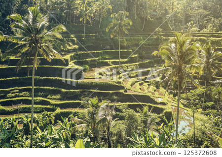 Tegalalang Rice Terrace at sunrise Tegalalang Rice Terrace at sunrise 125372608