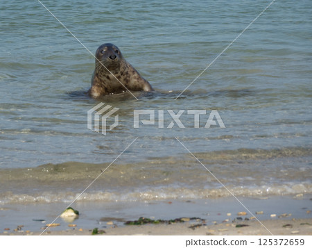 helgoland island in the german north sea helgoland island in the german north sea 125372659
