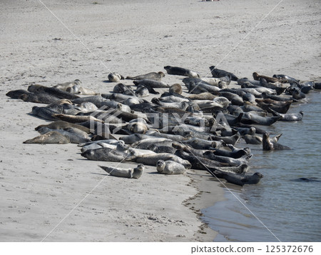 helgoland island in the german north sea 125372676