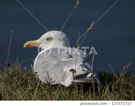 helgoland island in the german north sea helgoland island in the german north sea 125372727
