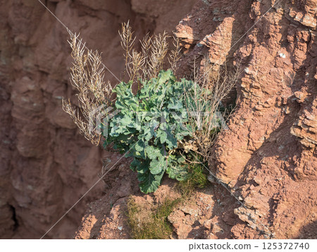 helgoland island in the german north sea helgoland island in the german north sea 125372740