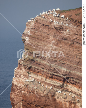 helgoland island in the german north sea helgoland island in the german north sea 125372743