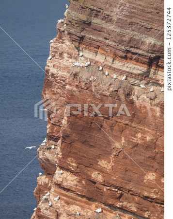 helgoland island in the german north sea helgoland island in the german north sea 125372744