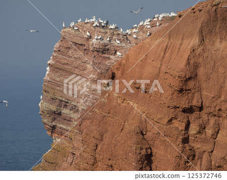 helgoland island in the german north sea helgoland island in the german north sea 125372746