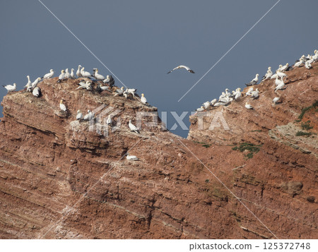 helgoland island in the german north sea 125372748