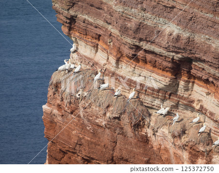helgoland island in the german north sea helgoland island in the german north sea 125372750