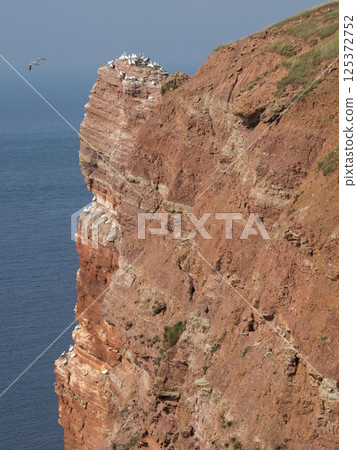 helgoland island in the german north sea helgoland island in the german north sea 125372752