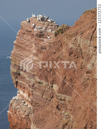 helgoland island in the german north sea helgoland island in the german north sea 125372753