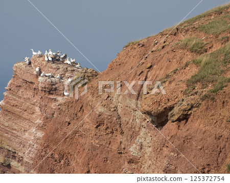 helgoland island in the german north sea helgoland island in the german north sea 125372754