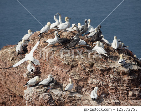 helgoland island in the german north sea 125372755