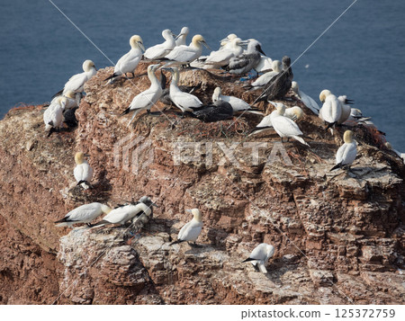 helgoland island in the german north sea 125372759