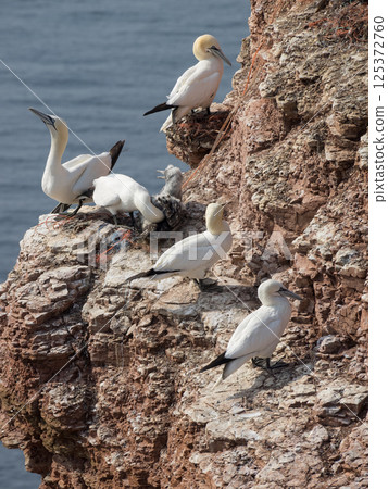 helgoland island in the german north sea helgoland island in the german north sea 125372760
