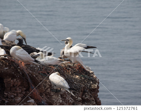 helgoland island in the german north sea 125372761
