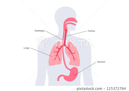 Respiratory and digestive systems 125372764