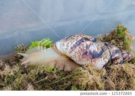 A giant Achatina snail slowly crawls through grass and moss. Natural beauty, mucin-rich slime, ideal for skincare, cosmetics, and wellness concepts 125372893