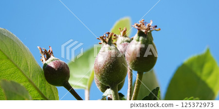 Still green apples on the tree branches 125372973