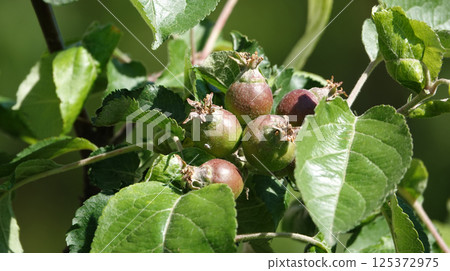 Still green apples on the tree branches 125372975