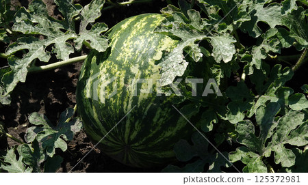 The common watermelon grows in the field, ripening in the sun The common watermelon grows in the field, ripening in the sun 125372981