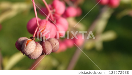 European birch bark - berries on a tree branch 125372988